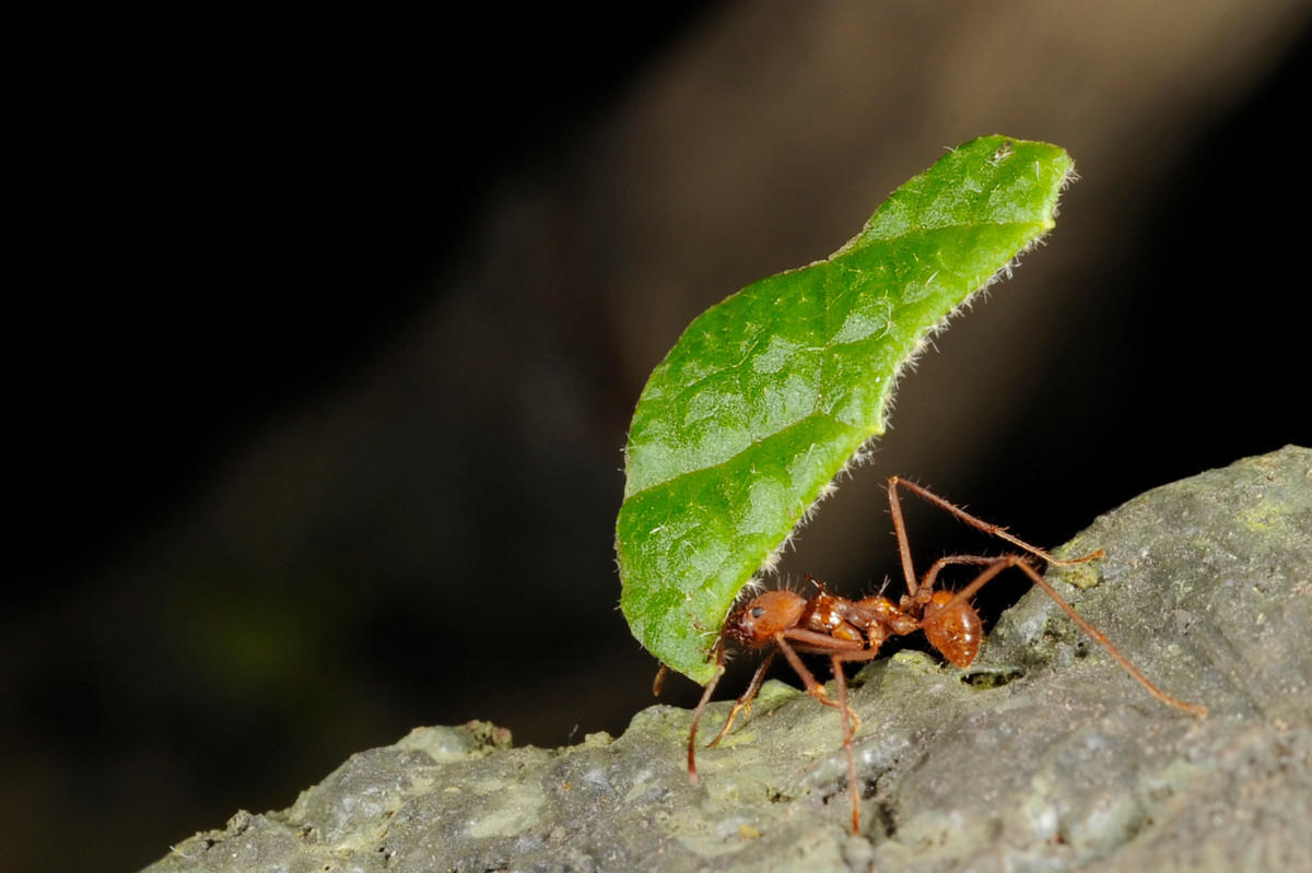 1zikxf76ol julie larsen maher 1758 leafcutter ants on tree branch cpz 05 07 08 hr