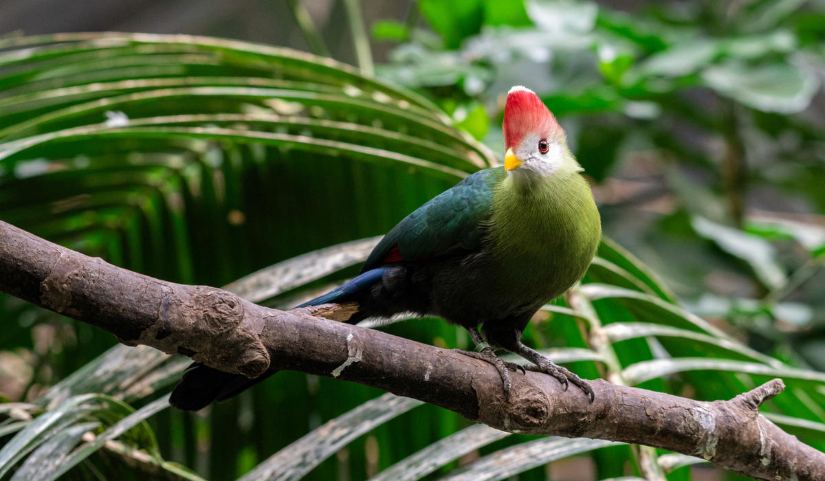 28l4giu6v1 julie larsen maher 5081 red crested turaco and chick abh bz 09 08 20 1