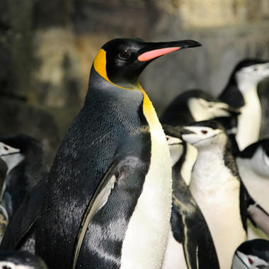 CPZ Penguin Feedings: King Penguins - card