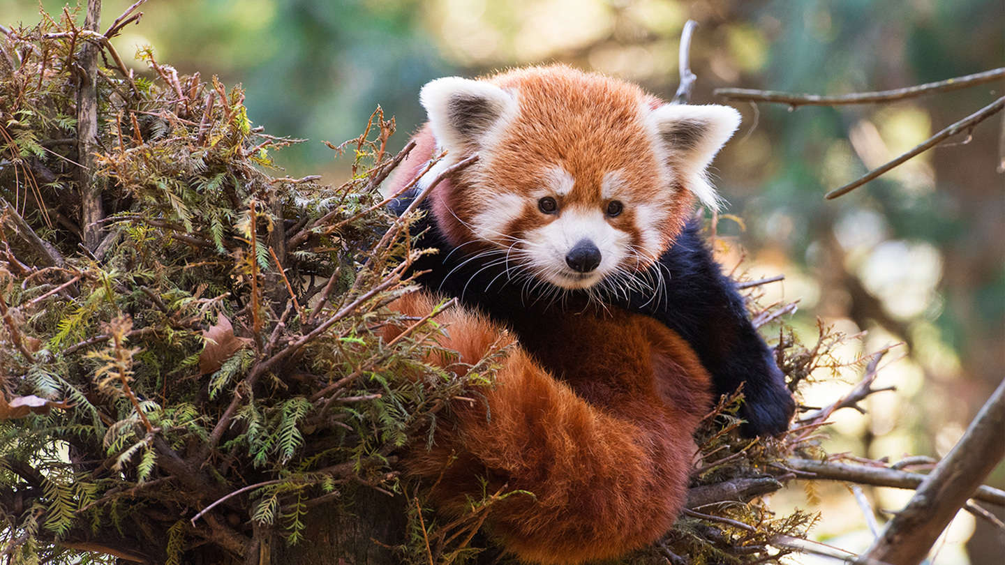 Red Panda in Fall