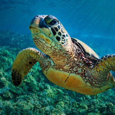 WCS Sea turtle hero for Get Involved